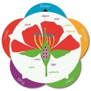 Taula - Flower Wheel